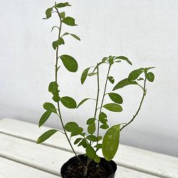 ウンナンゲッコウカ（雲南月光花・キバナアマ・レインワルティア）3号ポット