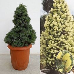 カナダトウヒ：ピセアグラウカ サンオンザスカイ7号鉢植え
