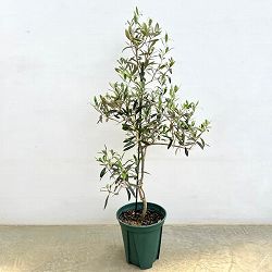 オリーブ：アイセブンセブン(I-77)　8号鉢植え*