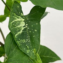 シンゴニウム：パンダ　5号鉢植え