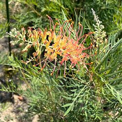 グレビレア：ココナッツアイス10号地中ポット植え樹高1m