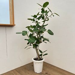 フィカス：ベンガレンシス　8号25-05