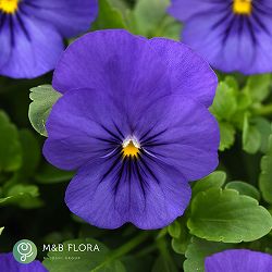 パンジー（ほふく性）：プレンティフォール　ブルー3～3.5号ポット