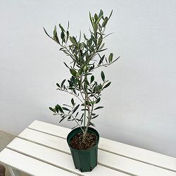 オリーブ：タジャスカ　5号ポット