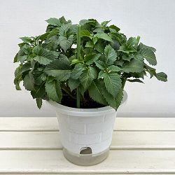 （わけあり特価）ダリア：レモンミルク6号鉢植え