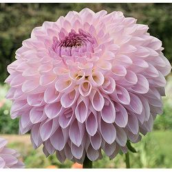 ダリア：詩織（しおり）6号鉢植え