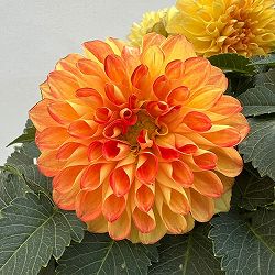 ダリア：ミックスキャンディー6号鉢植え