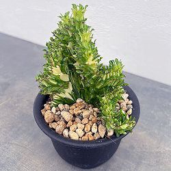 ユーフォルビア：ラクティアマハラジャグリーン（接ぎ降し）4号鉢植え