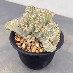 ユーフォルビア：ラクティアマハラジャホワイト（接ぎ降し）4号鉢植え