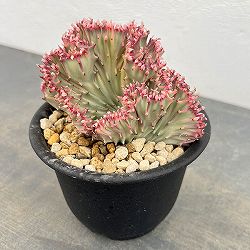 ユーフォルビア：ラクティアマハラジャホワイトピンク（接ぎ降し）4号鉢植え