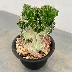 ユーフォルビア：ラクティアマハラジャグリーンホワイト（接ぎ降し）4号鉢植え*