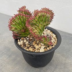 ユーフォルビア：ラクティアマハラジャグリーンレッド（接ぎ降し）4号鉢植え*
