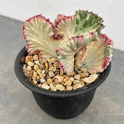 ユーフォルビア：ラクティアマハラジャホワイトピンク（接ぎ降し）タイプ２　4号鉢植え