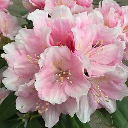 シャクナゲ（石楠花）：ドック 5号鉢植え