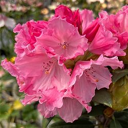 シャクナゲ（石楠花）：ハイドンハンター5号鉢植え