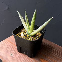 サンセベリア：ボンセレンシス　スノーホワイト　3.5号鉢植え25-01