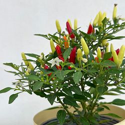 唐辛子：メキシカンチリペッパー4号鉢カバー入