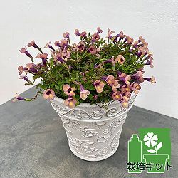 栽培セット：スーパートレニア：カタリーナ ラムレーズン（ボールドアラベスク鉢・土・肥料・鉢底ネット付）