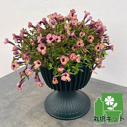 栽培セット：スーパートレニア：カタリーナ ラムレーズン（スタンド鉢・土・肥料・鉢底ネット付）