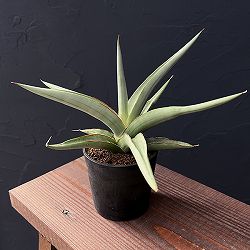 サンセベリア：スワンダンス　2.5号鉢植え