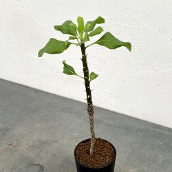 フォーキエリア：sp　2.5号鉢植え