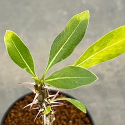 フォーキエリア：スプレンデンスカンパニュラタ　2.5号鉢植え