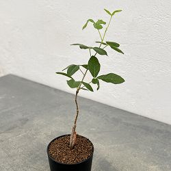 コミフォラ：sp.5　ノーザンマダガスカル　2.5号鉢植え