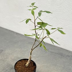 コミフォラ：ホルトジアナ　2.5号鉢植え