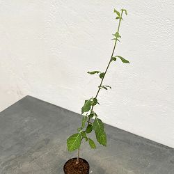 コミフォラ：sp.Langobaya tala　2.5号鉢植え
