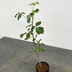コミフォラ：アフリカーナルブリフロラ　2.5号鉢植え