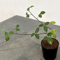 コミフォラ：sp.sff humbertii　2.5号鉢植え