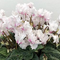[25年11月中下旬予約]シクラメン：ラビリンス（ホワイト系）4号鉢植え