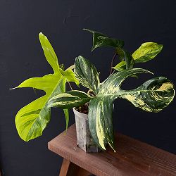 フィロデンドロン：フロリダビューティー　4号ネガミエル植え