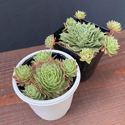 センペルビウム：かわいいセット（バニラシフォン＆ギャラクシースター）2.5号