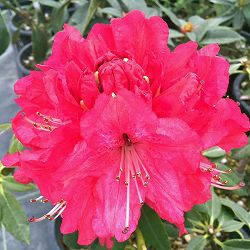 シャクナゲ（石楠花）：紅富士（ベニフジ）5号鉢植え