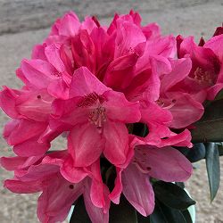 シャクナゲ（石楠花）：スニージー5号鉢植え