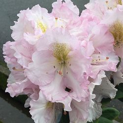 シャクナゲ（石楠花）：ゴールデンアイ5号鉢植え