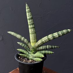 サンセベリア：ボンセレンシス　3号鉢植え*