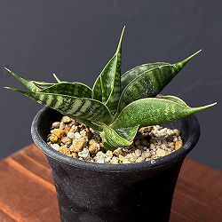 サンセベリア：ミラージュ（ムトモ×バリー×ボンセレンシス）2.5号鉢植え*