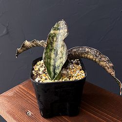 [ザ・ファームセレクト]サンセベリア：キルキー  コパトーン　斑入り 3.5号鉢植え25-01