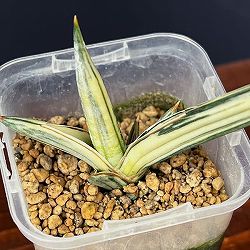 サンセベリア：Lav.1970　斑入り（ラブラノス1970　斑入り）　2.5号鉢植え