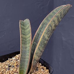サンセベリア：ハリー（ピンク）斑入り　3.5号鉢植え