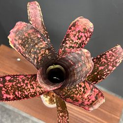 ビルベルギア：オリジナルハイブリット（Aタイプ）　3.5号鉢植え