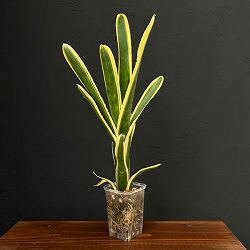 エクメア：ヌディカリウスオーレア　3.5号鉢植え