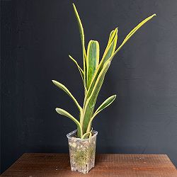 エクメア：ヌディカリウスオーレア　3号鉢植え