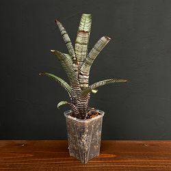 エクメア：ヌディカウリス アクアリス　3号鉢植え