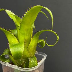 ネオレゲリア：ムーレアナ　3号鉢植え