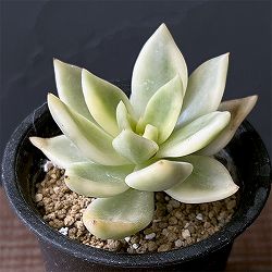 エケベリア：クレムネリア　スカフィラ 2.5号鉢植え
