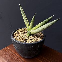 サンセベリア：ボンセレンシス　スノーホワイト　3.5号鉢植え25-02