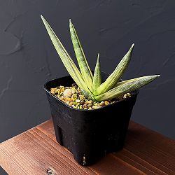 [ザ・ファームセレクト]サンセベリア：ボンセレンシス　スノーホワイト　3.5号鉢植え25-03